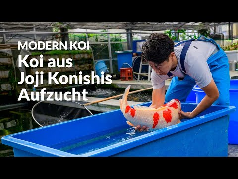 Die Kundenkoi aus Glashaus Becken R1 | Modern Koi Blog Japan #7721