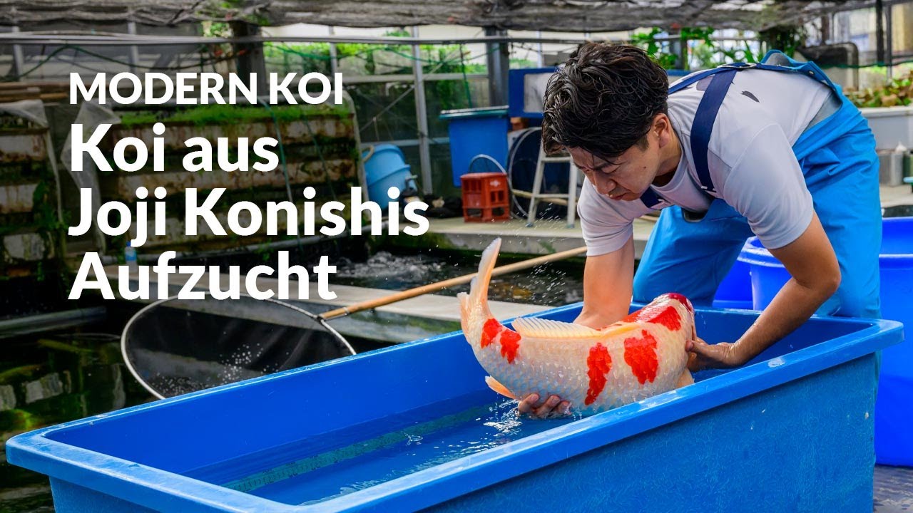 Kundenkoi im Glashaus Becken R1: Modern Koi Blog Japan 🐟