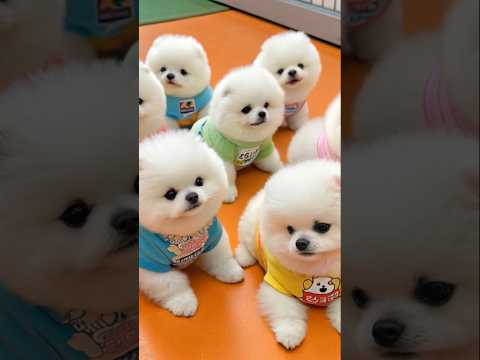Cute teacup dog puppies😍 #cute #baby #cutebaby #barkingbliss #babyanimals #toys #pets #babydogs #dog