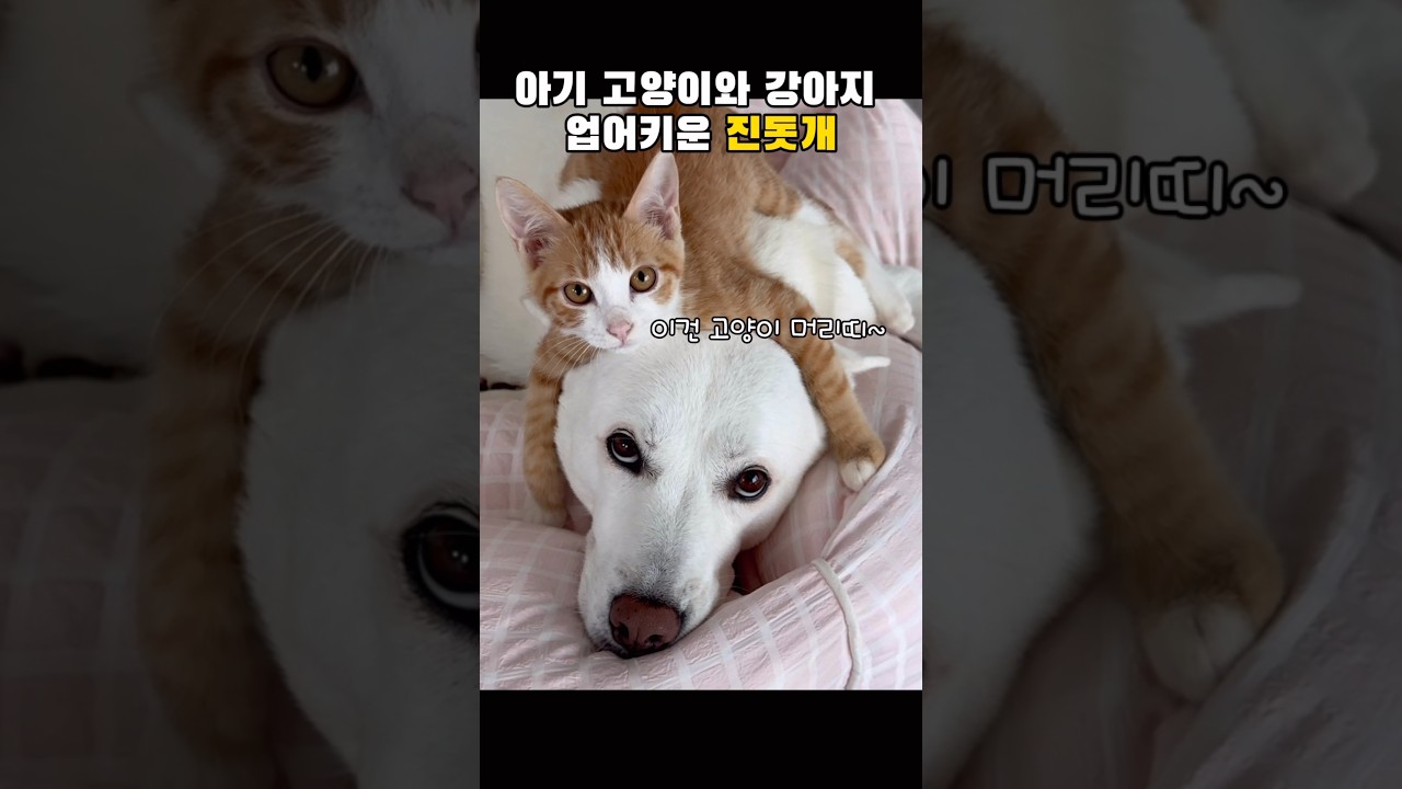 진돗개, 육아 천재 이유는? 🐶