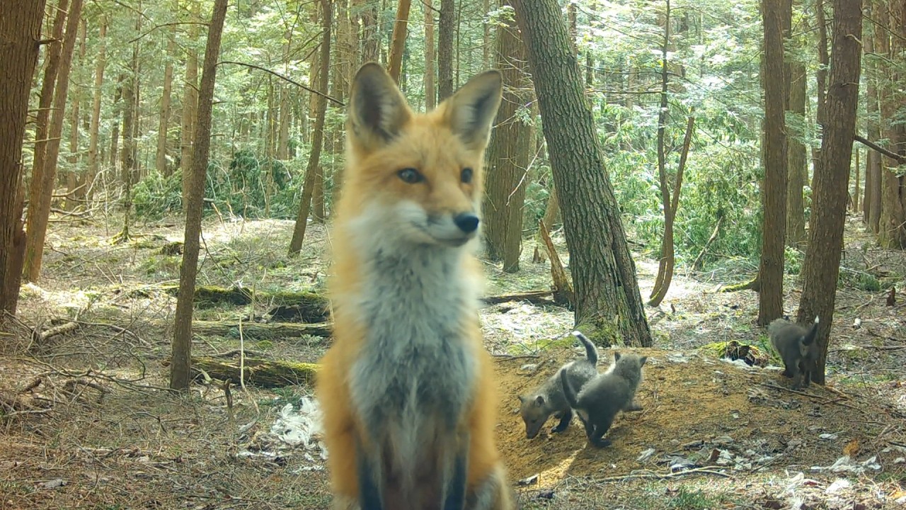 Night Hunt & Cuddles with Fox Mom & Pups 🦊