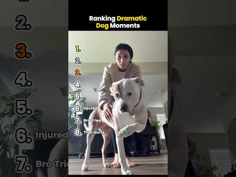 Ranking Dramatic Dog Moments #shorts