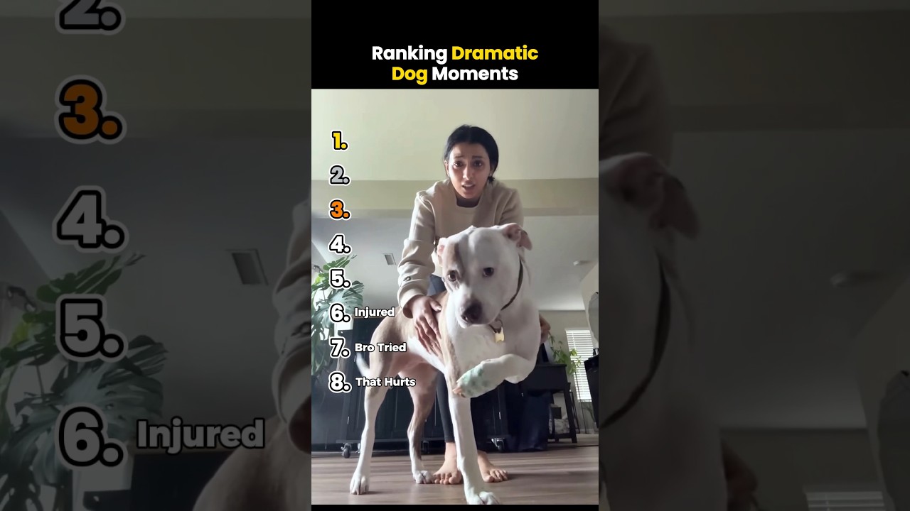 Top 10 Most Dramatic Dog Moments 🐶 | Must-See Reactions & Surprises
