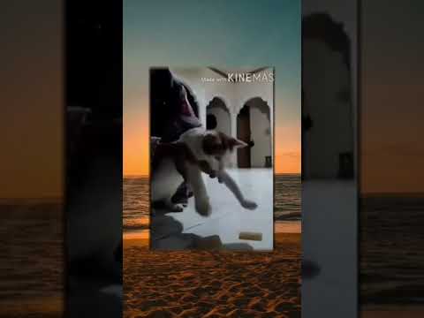 Kucing terbang 🗿 #ngakak #meme #videolucu