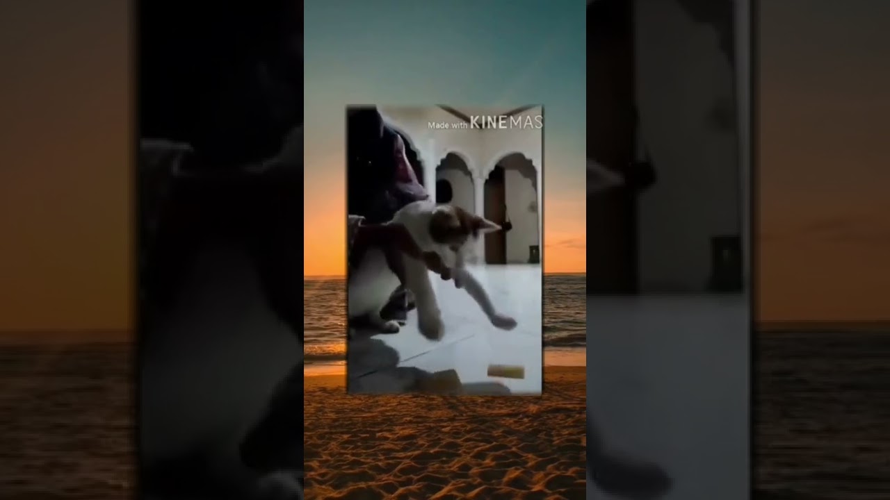 Kucing Terbang yang Bikin Ngakak π±