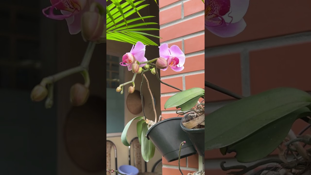 Hoàng hôn chiều nay tại Tây Hồ, Hà Nội 🌅