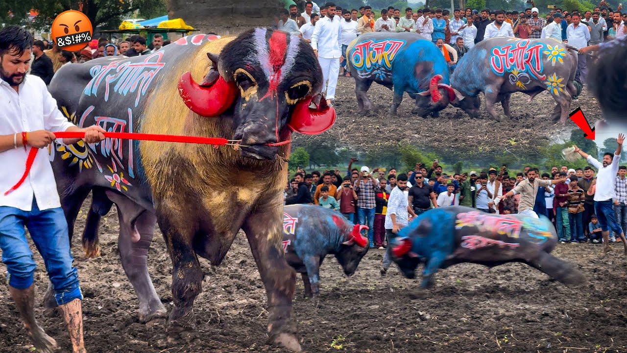 🔥 Intense Fight in Ujjain: What Happened Next? 🦬⚔️