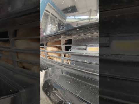 Sembunyi. #cat #viralvideo #viraltiktok #cute #sembunyi