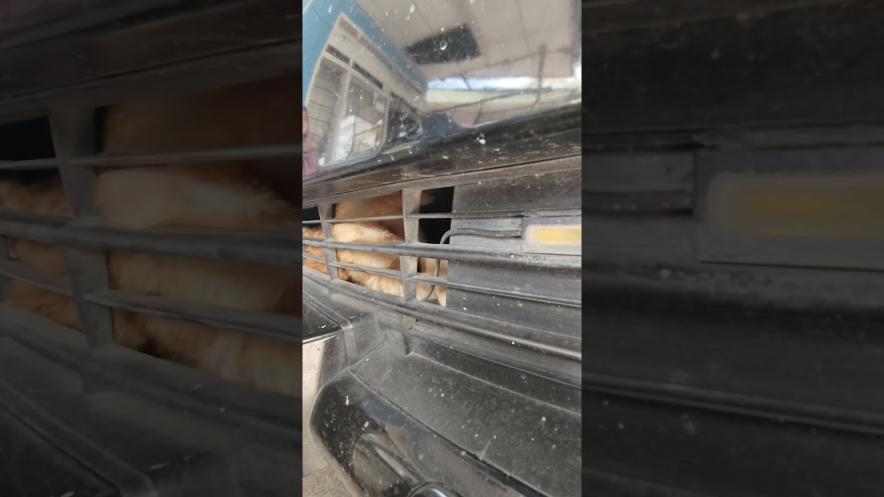 Cute Cat's Hidden Hideaway 🐱