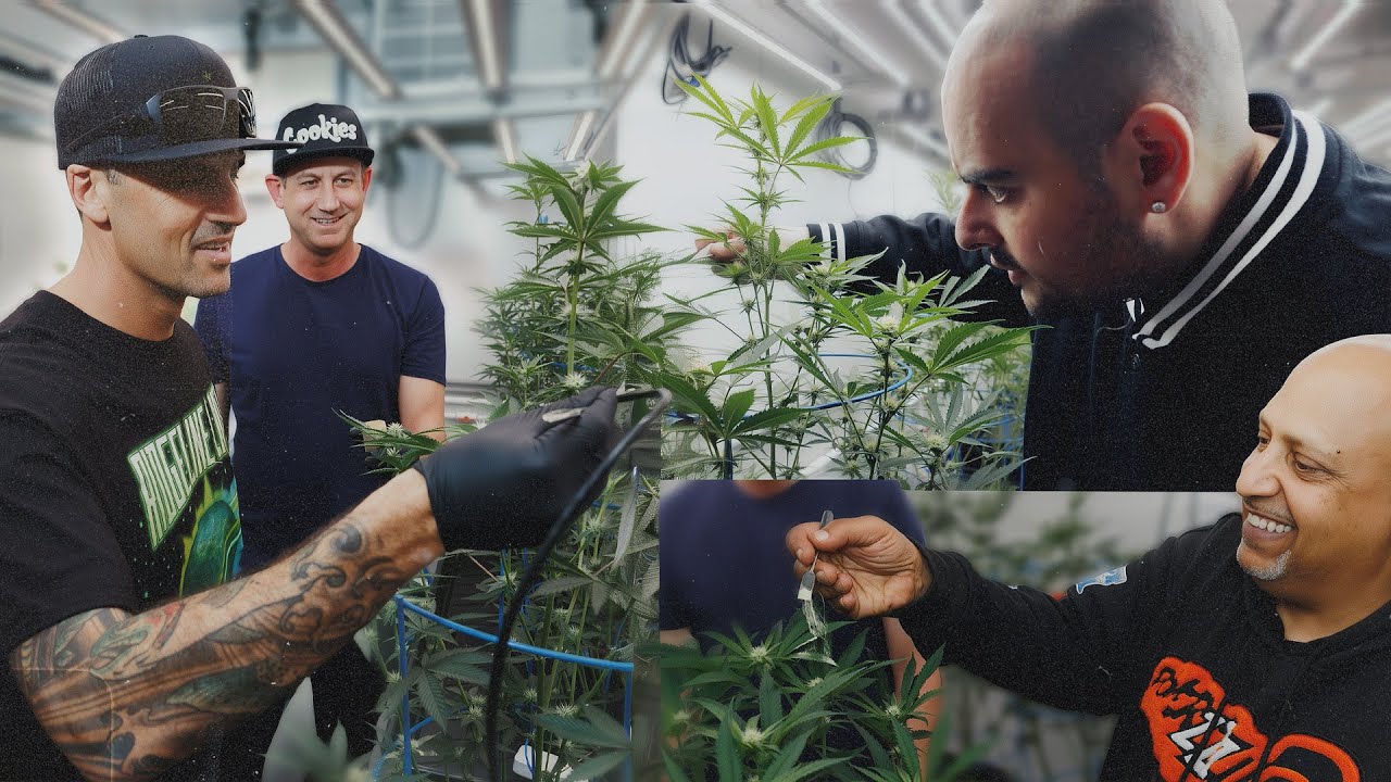 Berner Visits Cookies One Log for Genetics R&D 🌱