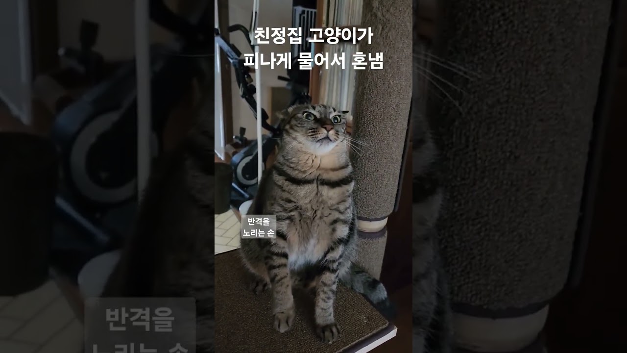 친정집 고양이, 혼내도 반성 없는 모습 😺