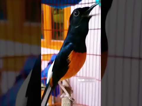 Murai Batu Gacor Emosi Tinggi