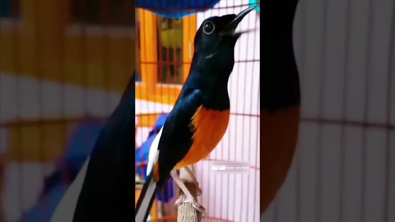 Murai Batu Gacor dengan Emosi Tinggi 🔥 | Tips & Trik Menangkap Suara Terbaik