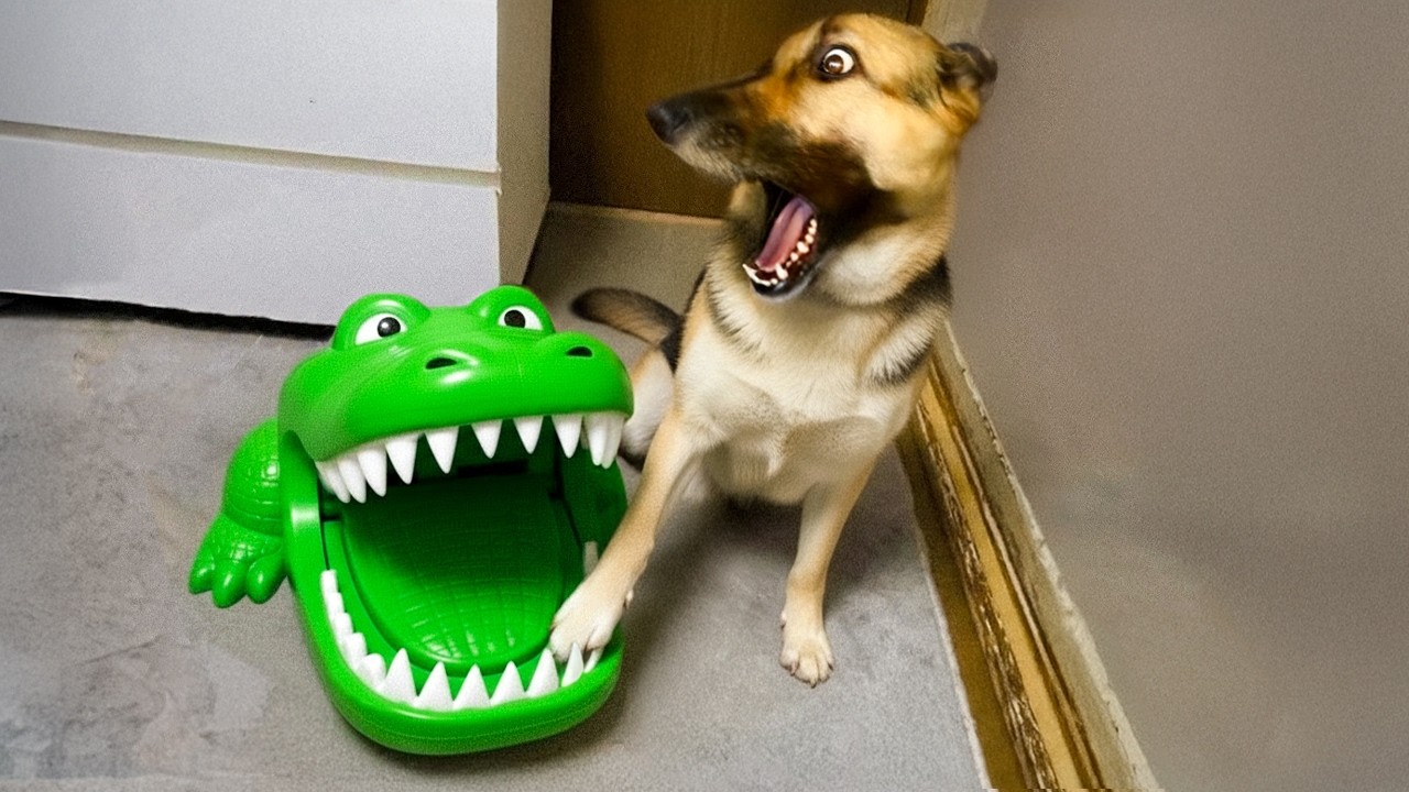 Hilarious Animal Drama Queens & Kings That Deserve an Oscar 🐾