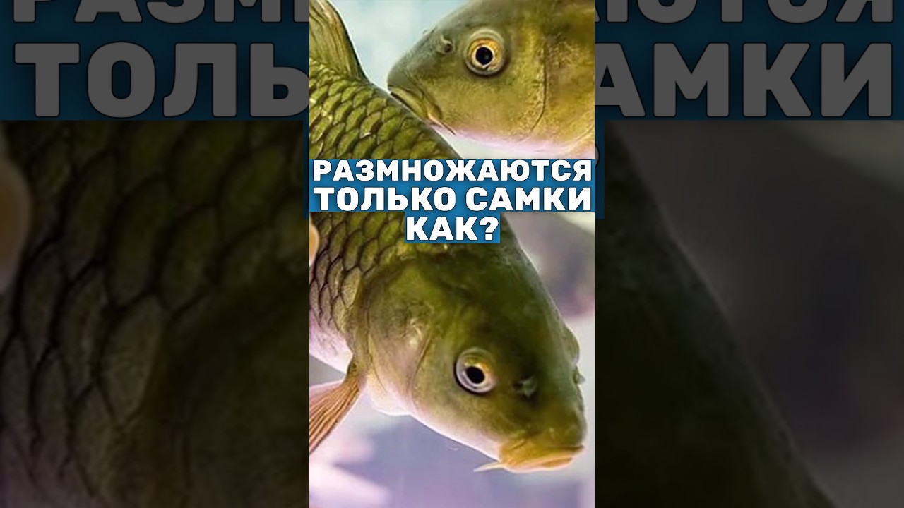 Разведение серебряного карася в пруду 🐟