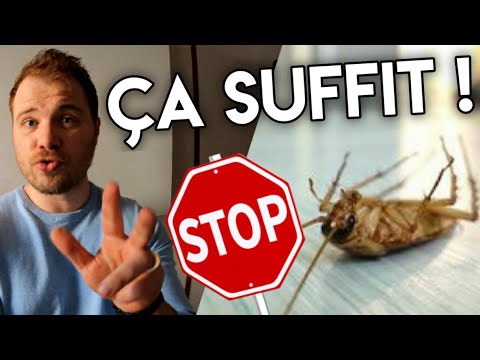 Comment éliminer les cafards définitivement 🕷️