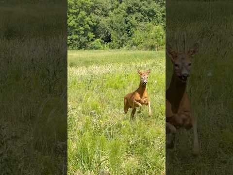 Pour le plaisir des yeux #hunting #chasse #brocard #buck
