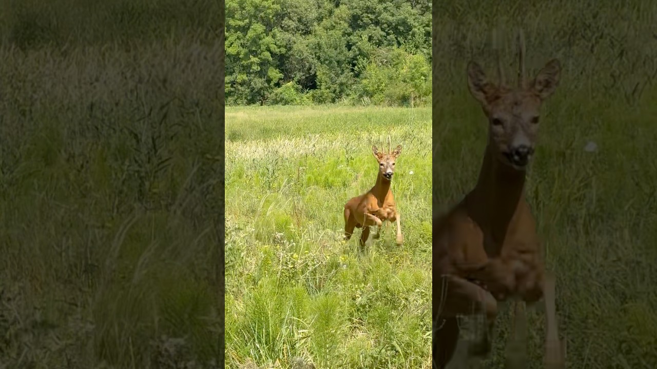 Magnifiques clichés de chasse au brocard 🦌