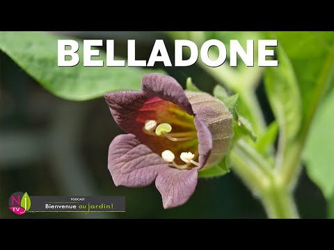 BELLADONE : TOUT SAVOIR SUR LA PLANTE MAGIQUE DES SORCIÈRES SON HISTOIRE, SES USAGES ET SES DANGERS