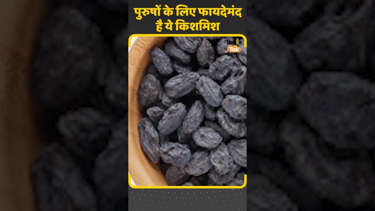 Kali Kishmish: पुरुषों के लिए किसी रामबाण से कम नहीं ये किशमिश, ये हैं फायदे | #Shorts | Kisan Tak