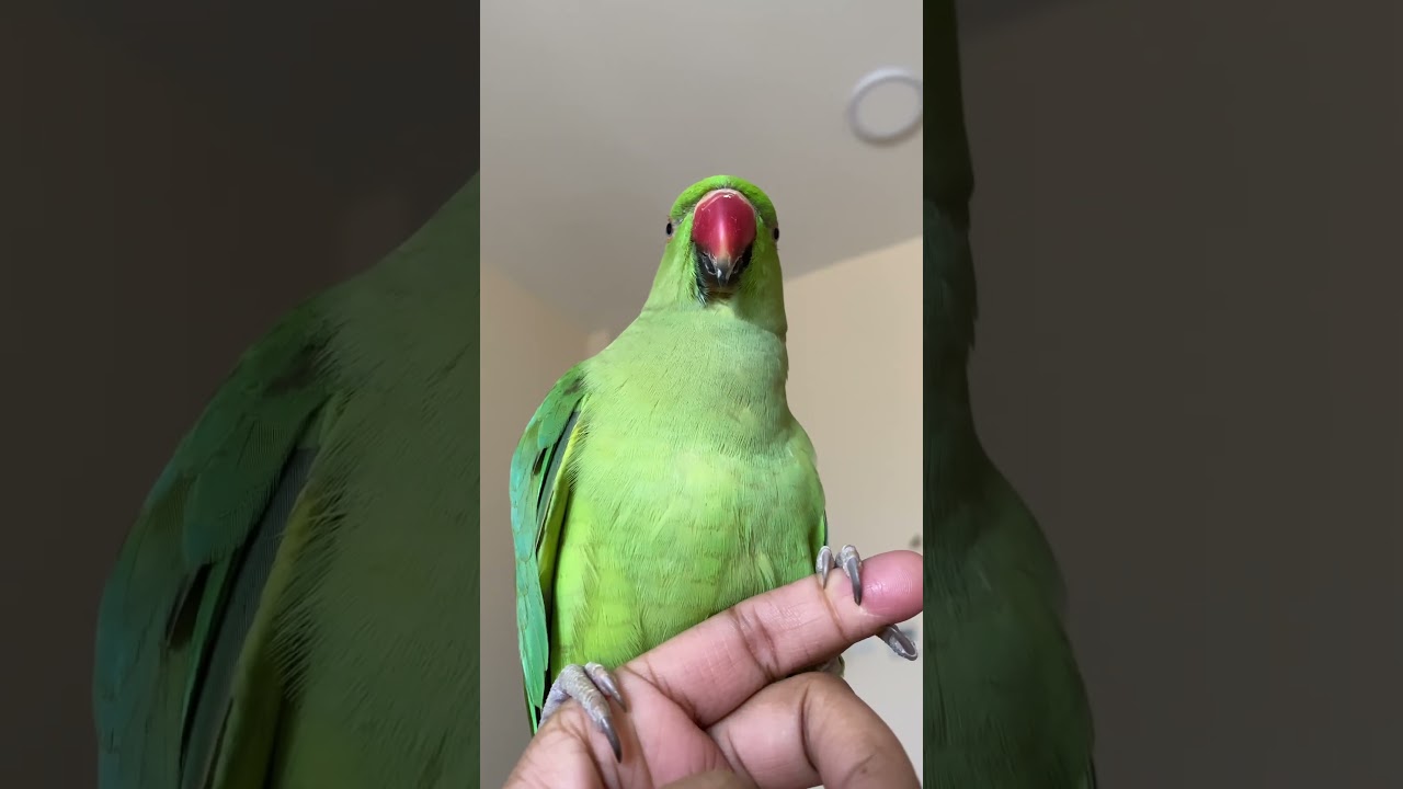 Kiwi Parrot Sound #shorts