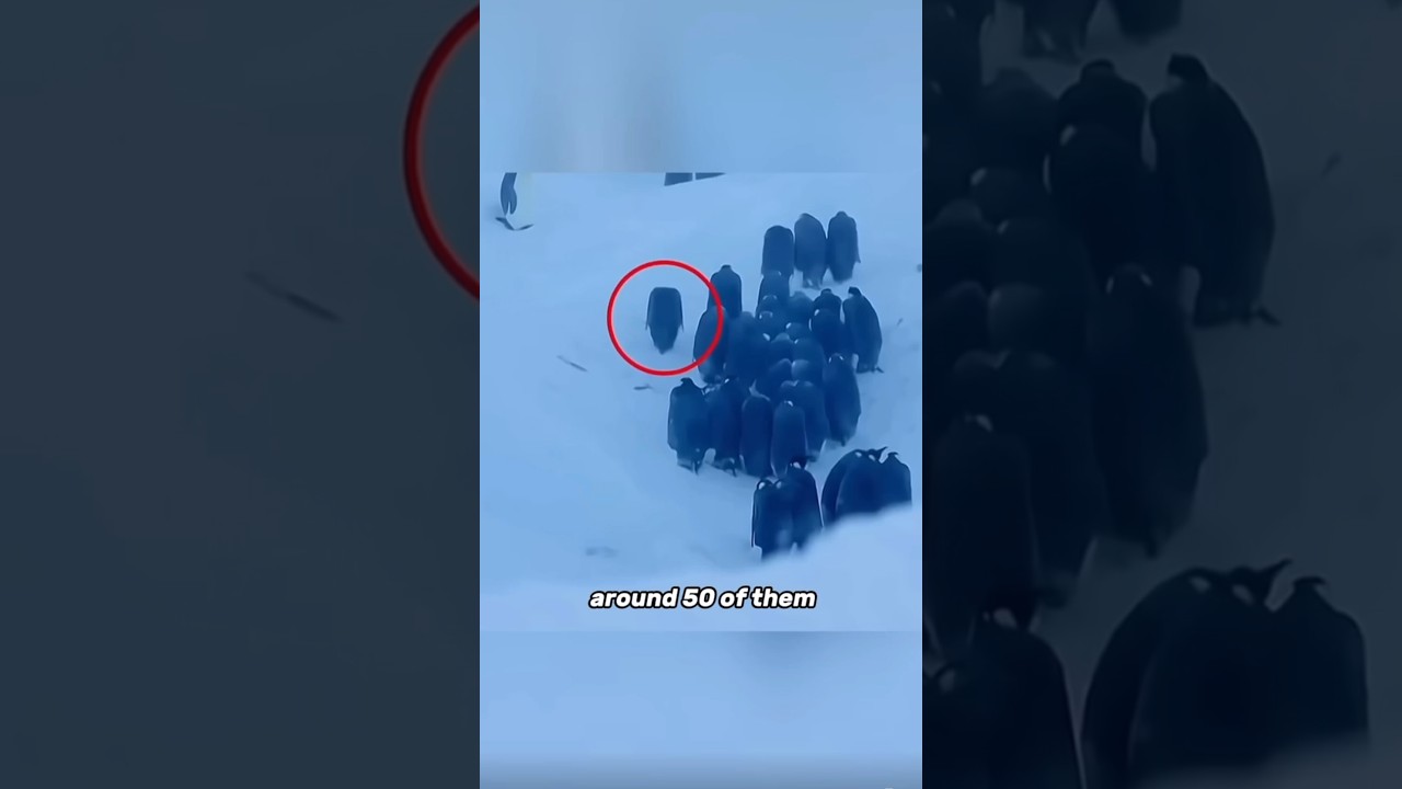 BBC Breaks Rules to Save Penguin ๐ง