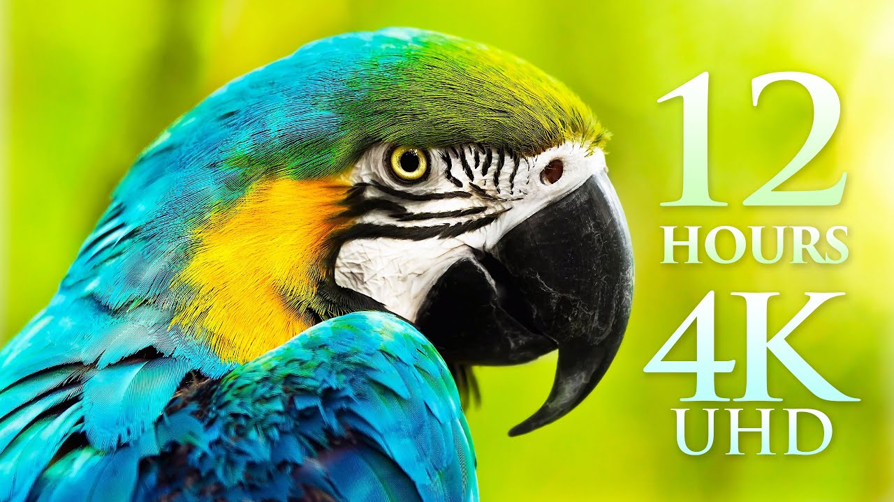 12 HOUR 4K FILM "Splendors of Nature" Planet Earth's Wonders by Drone, Land & Sea - 4K UHD, No Loops