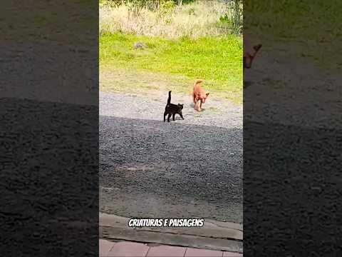 Sintonia da Amizade Animal #animaisinteressantes #natureza #vida #amoreterno