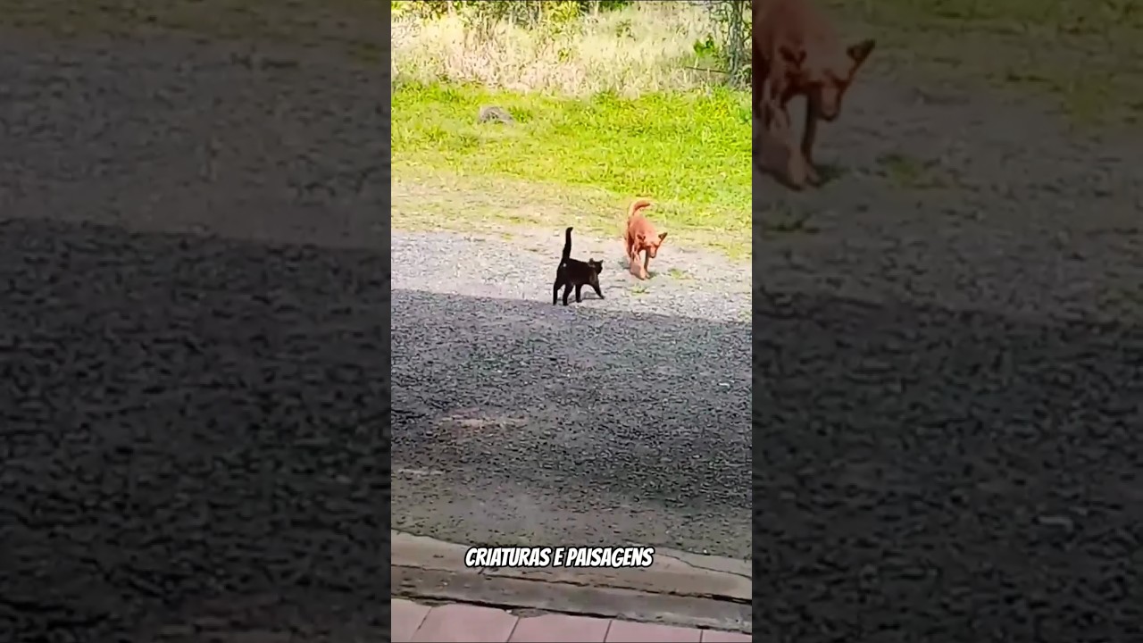 Sintonia da Amizade Animal: Laços que Encantam na Natureza 🐾