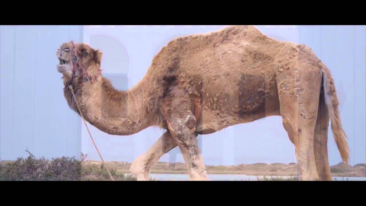 BALTI 2016 | Fel Barima (Layam Kif Erih) Official Full HD Music Video 🎶