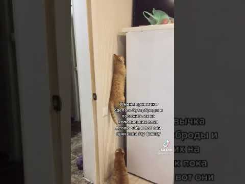 Сообразительные моменты в коротком видео 🤔