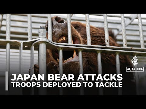 Japan deploys troops to northern mountains to tackle wave of deadly bear attacks