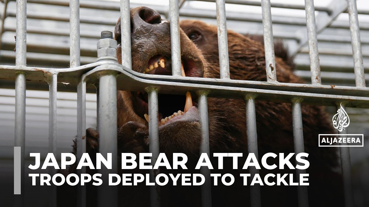 Japan Deploys Troops to Northern Mountains to Address Surge in Bear Attacks