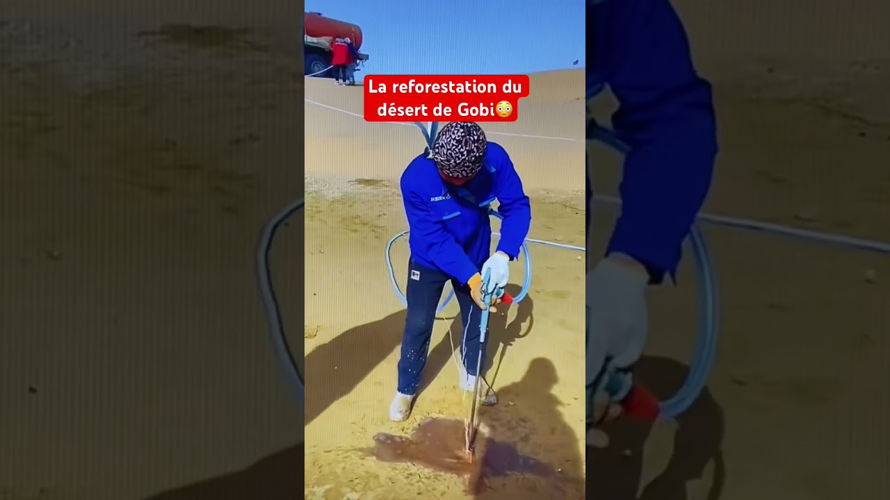 Reforestation du désert de Gobi 🌱