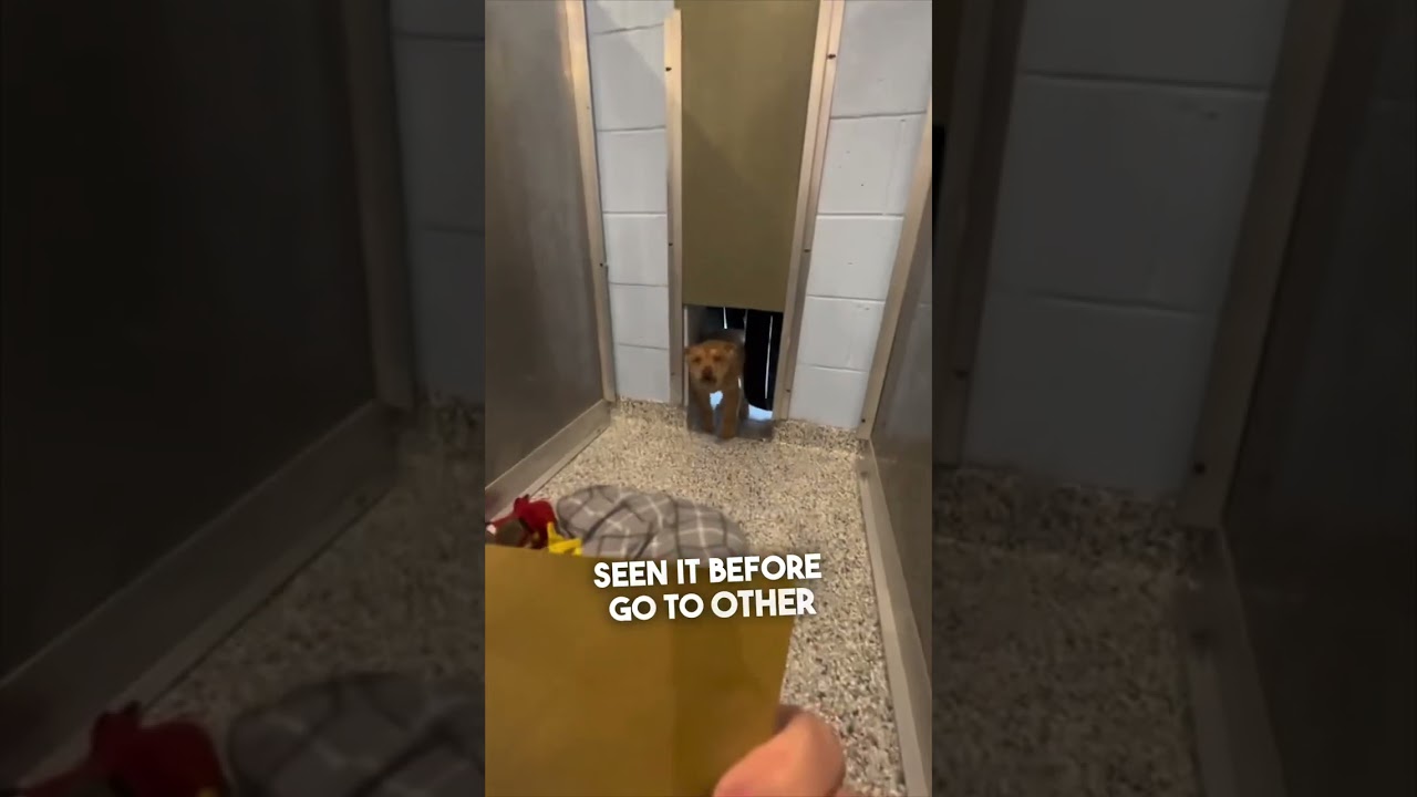 Dog’s Joyful Reaction to Adoption 🐶