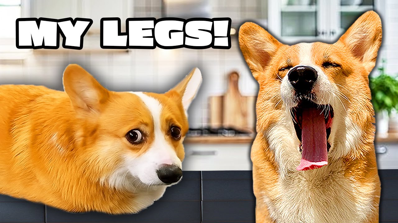 Talking Dog Hammy Missing Legs! π