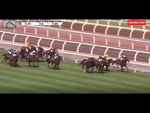 Australian Guineas Grunt