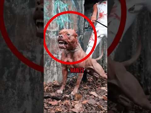 Thinking of Getting a Pitbull? Key Tips 🐾