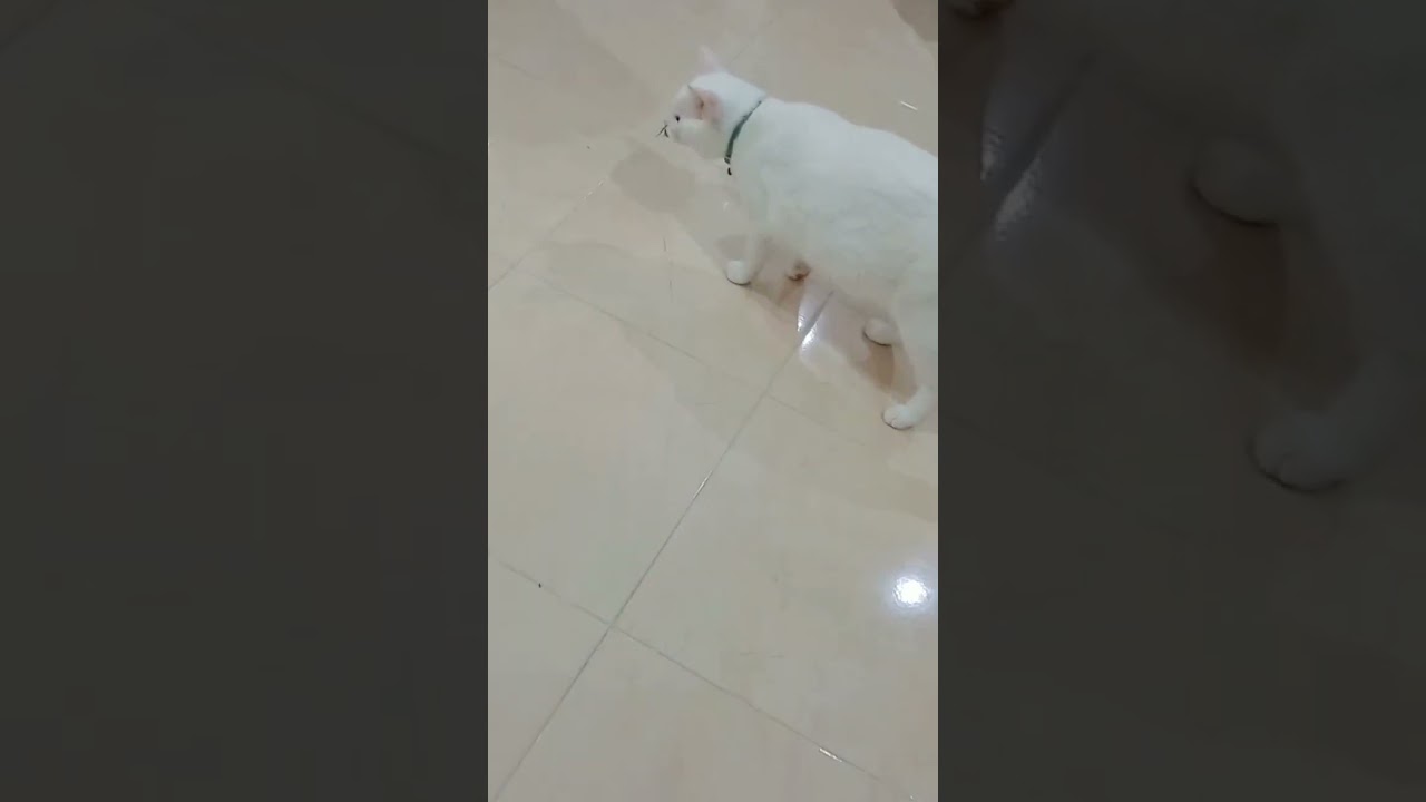 Cat vs. Cockroach 🪳: Cute Animal Encounter