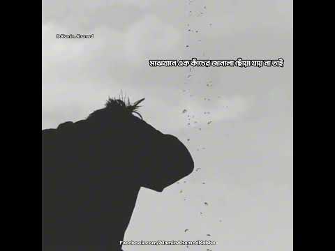 Kacher Janala - Lyrics || Singing By || Arman Alif || Bangla Song || Whatapp Video