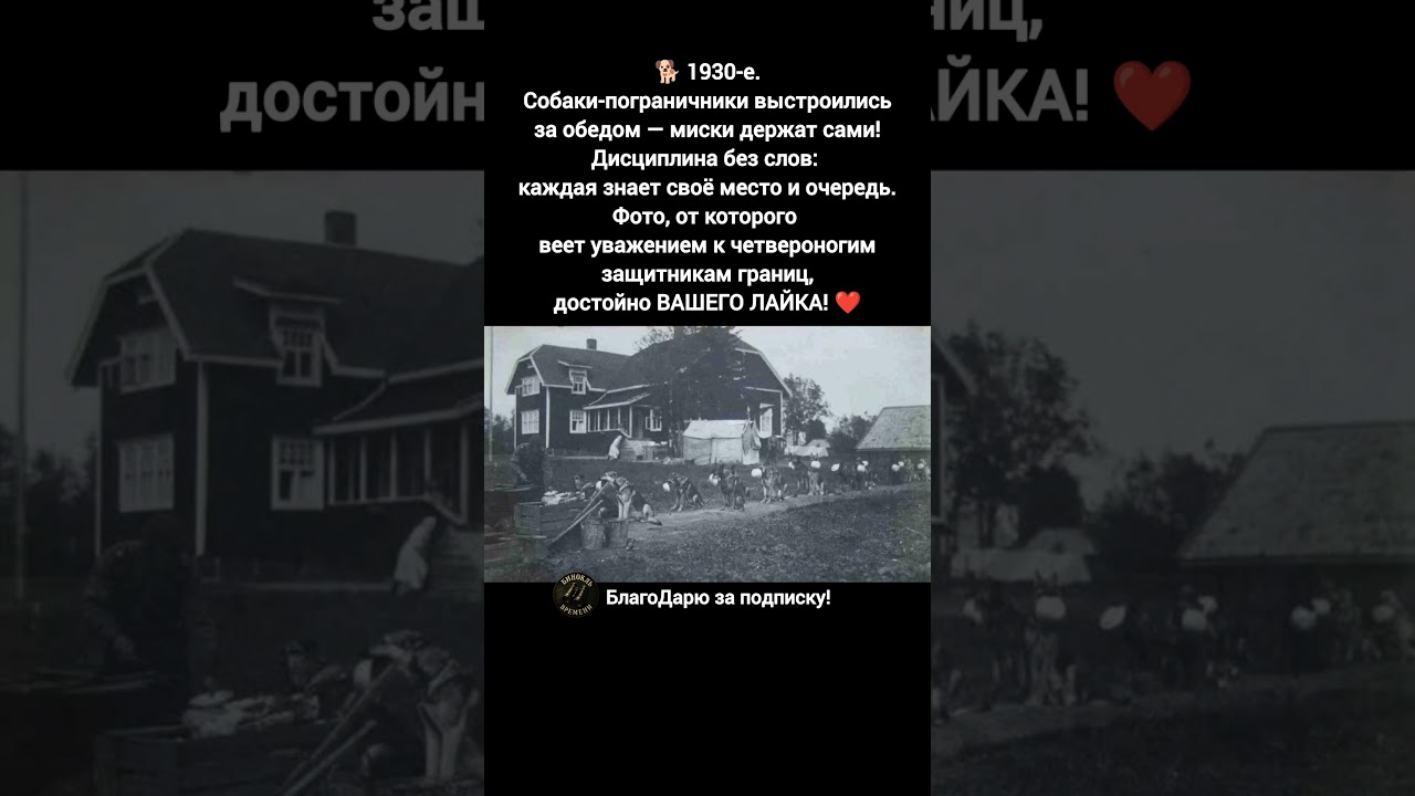 СССР: Собачьи пограничники в архивных фото 🐾