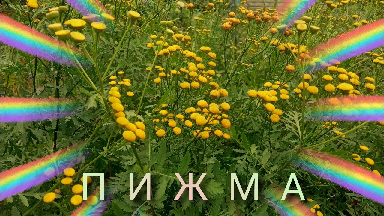 Пижма: польза и свойства ☘️