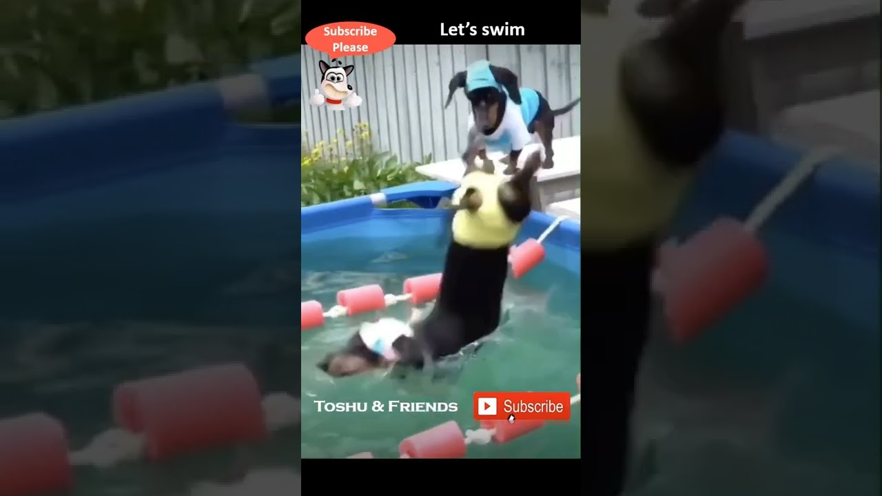 Dog Learns to Swim 🐶 | Toshu & Friends #shorts