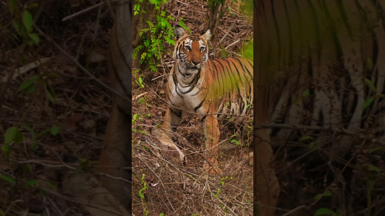 Tiger Hunt in Kabini Jungle 🐾
