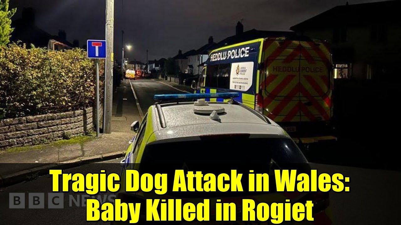 Tragic Dog Attack in Wales Claims Baby's Life 🐶💔