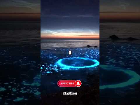 ✨🌊 Unveiling the Enchanting Secrets of Bioluminescent Plankton #underwatermagic #livinglights