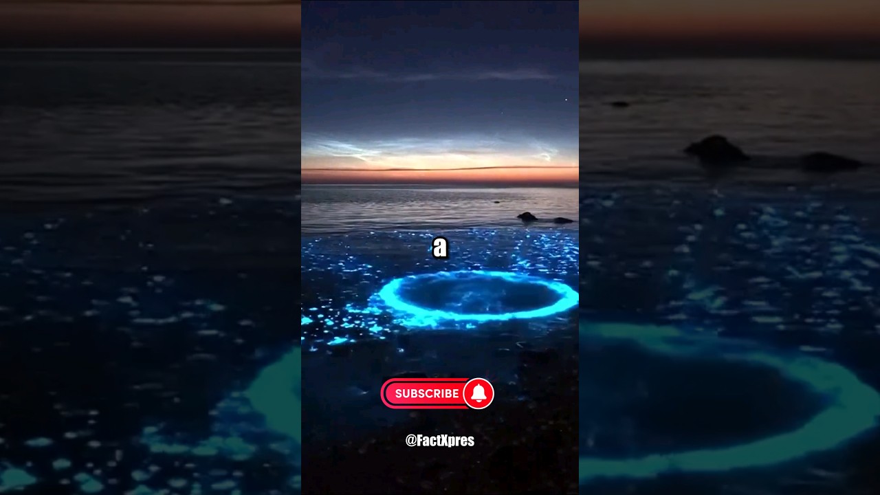 Discover the Magic of Bioluminescent Plankton 🌊 - Nature's Living Lights!