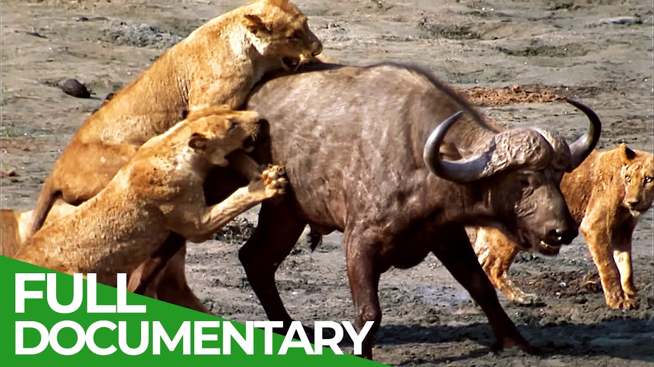 Predator's Playground: Life & Death Battles 🐾