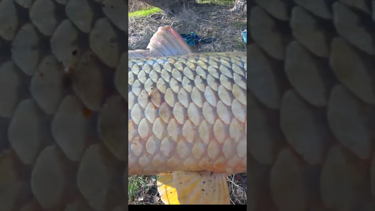 Сазаняка разогнал крючок!😱 Рыбалка