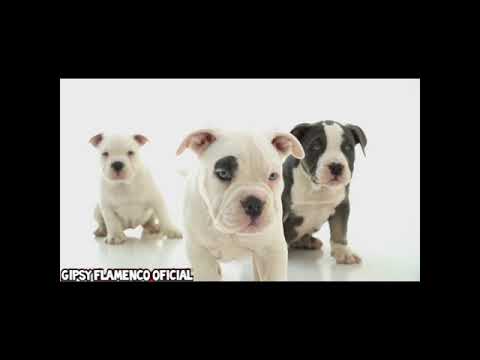 LA CEBOLLA ‐ Habibi REMIX   ‐ [Gipsy Flamenco Official]